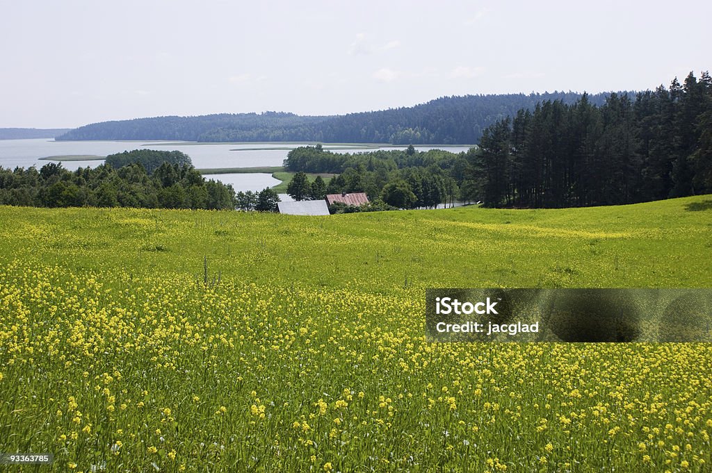 leke-meadow, e vista da floresta - Foto de stock de Agricultura royalty-free