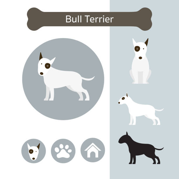 Bull Terrier Dog Breed Infographic Illustration, Front and Side View, Icon bull terrier stock illustrations