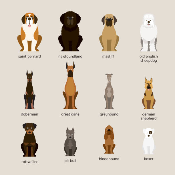 狗品種集, 巨型和大尺寸 - 比特犬 幅插畫檔、美工圖案、卡通及圖標