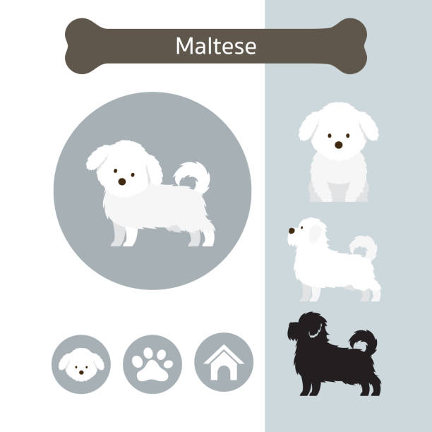 Maltese Dog Breed Infographic Illustration, Front and Side View, Icon maltese dog stock illustrations