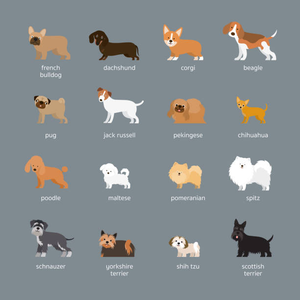 ilustrações de stock, clip art, desenhos animados e ícones de dog breeds set, small and medium size - side view dog dachshund animal
