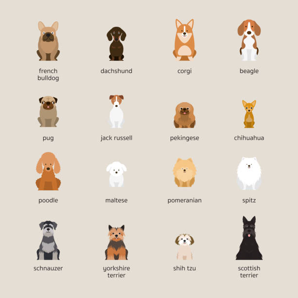 set, kleine und mittlere hunderassen - purebred dog stock-grafiken, -clipart, -cartoons und -symbole