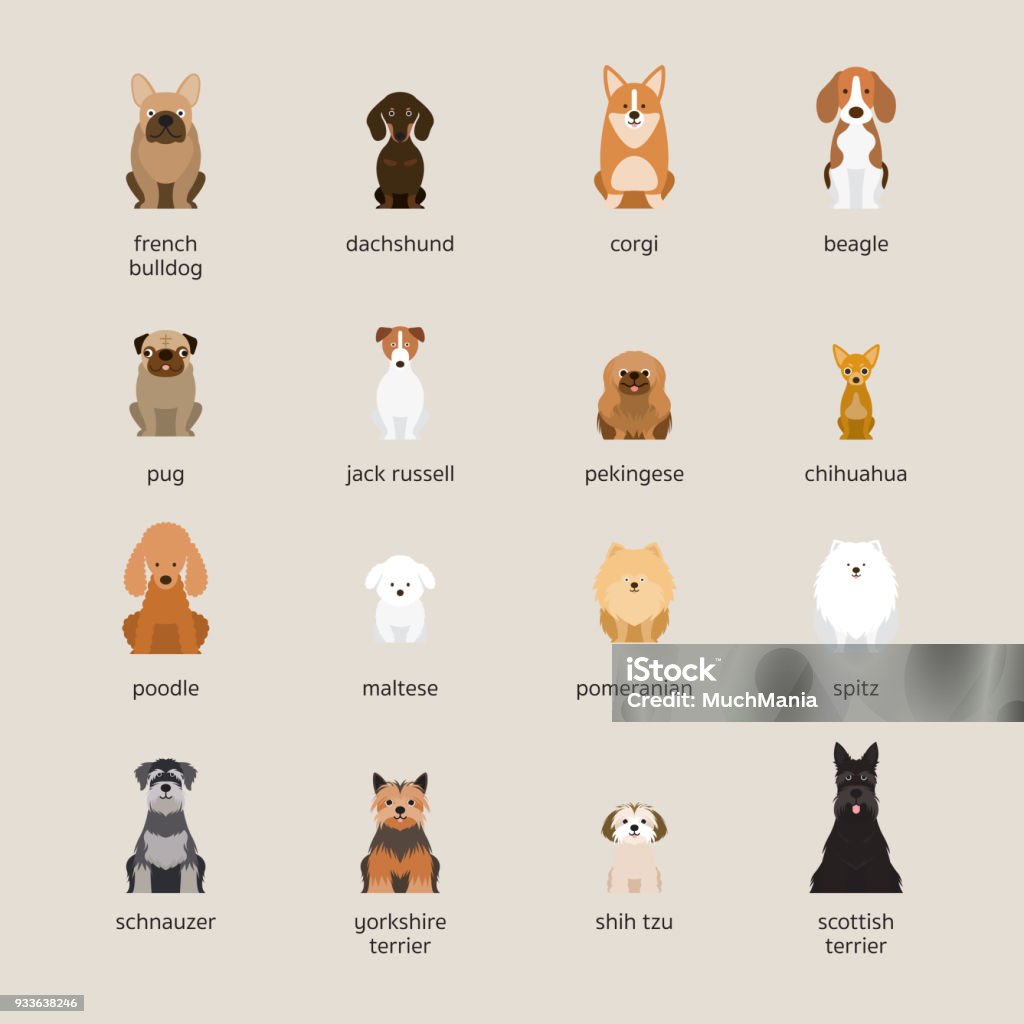 Dog Breeds Set, Small and Medium Size Front View, Vector Illustration Dog stock vector