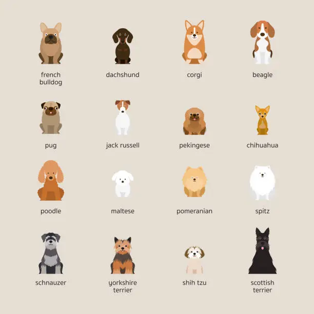Vector illustration of Dog Breeds Set, Small and Medium Size