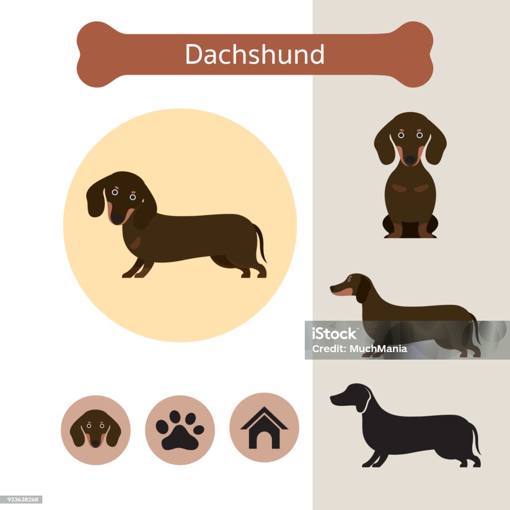 Teckel chien Race infographique - clipart vectoriel de Teckel libre de droits