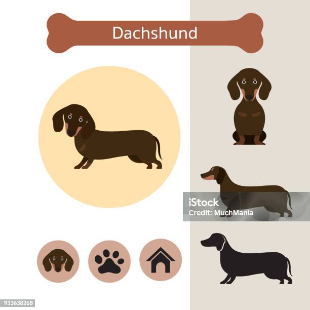 Teckel Chien Race Infographique Vecteurs libres de droits et plus d'images vectorielles de Teckel - Teckel, Vue de face, Animaux de compagnie