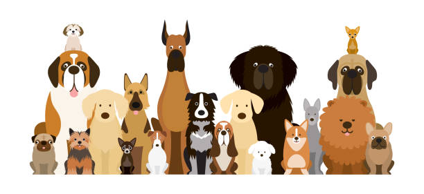 Group of Dog Breeds Illustration Various Size, Front View, Pet dog sitting vector stock illustrations