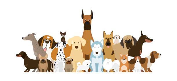 Group of Dog Breeds Illustration Various Size, Front and Side View, Pet pomeranian pets mammal small stock illustrations