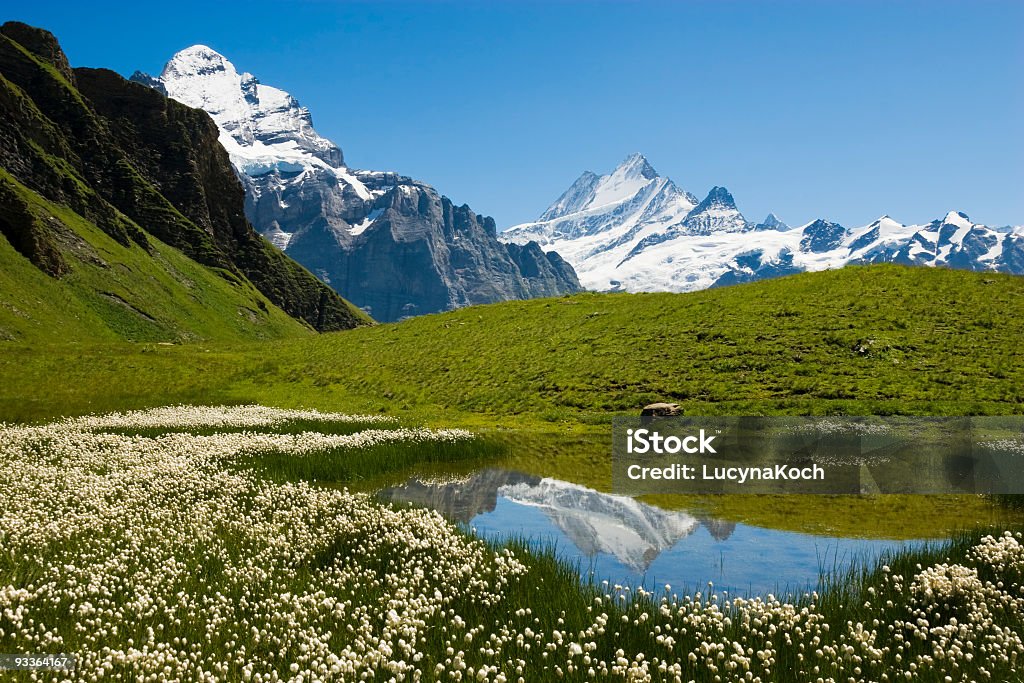 Pond life - Lizenzfrei Alm Stock-Foto