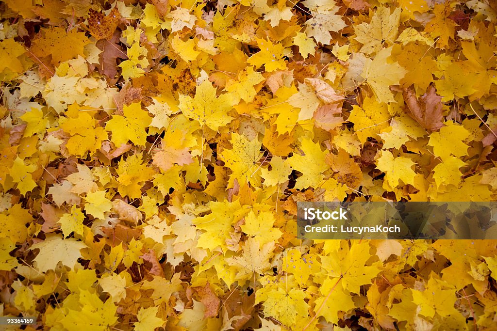 Herbstmuster - Lizenzfrei Ahorn Stock-Foto