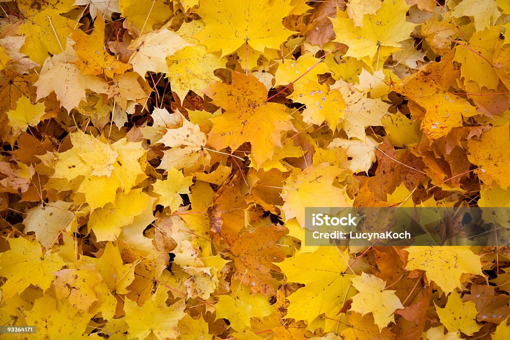 Herbstmuster - Lizenzfrei Ahorn Stock-Foto