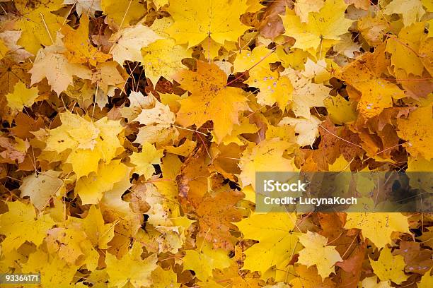 Herbstmuster Stockfoto und mehr Bilder von Ahorn - Ahorn, Ahornblatt, Baum