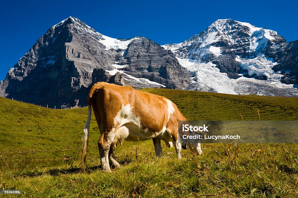 Kuh Auf der Sommerweide - Lizenzfrei Berg Stock-Foto