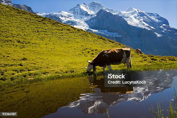 Auf Der Am - Fotografias de stock e mais imagens de Vaca - Vaca, Suíça, Agricultura