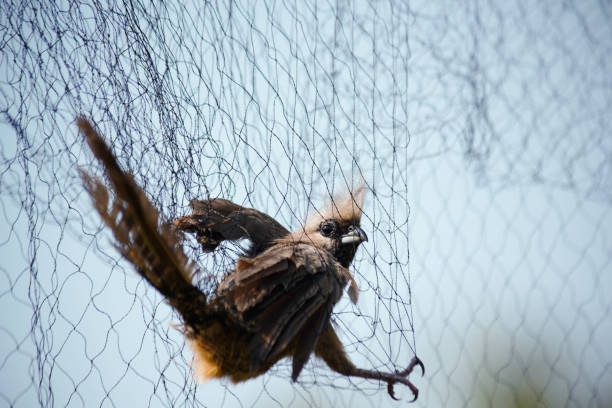 istock Speckled Mousebird Caught In Birding Net (Colius striatus) 933642056