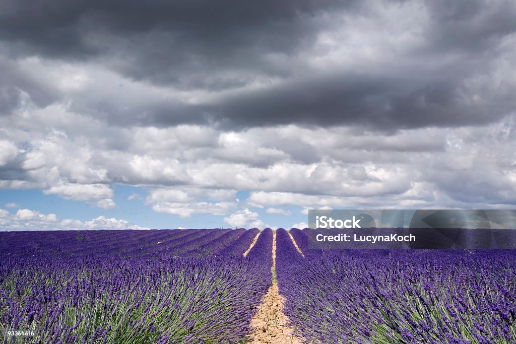 Lavendel- gegen bewölkten Himmel - Lizenzfrei Blüte Stock-Foto