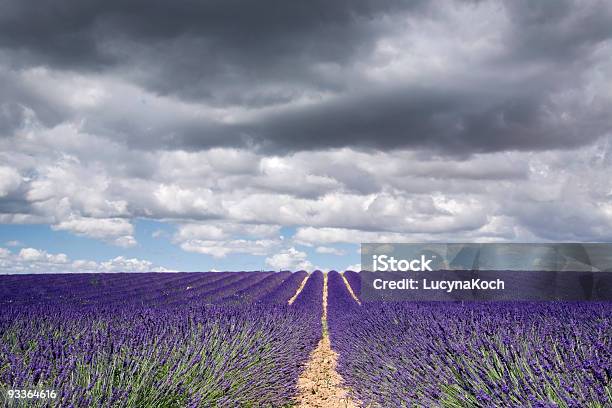 Lavendel Gegen Bewölkten Himmel Stockfoto und mehr Bilder von Blüte - Blüte, Botanik, Breit