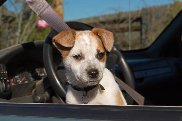 istock Queensland Heeler Puppy 933647552
