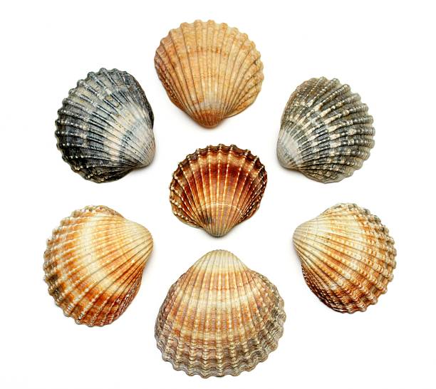 istock Bunch of exotic seashells 93364756