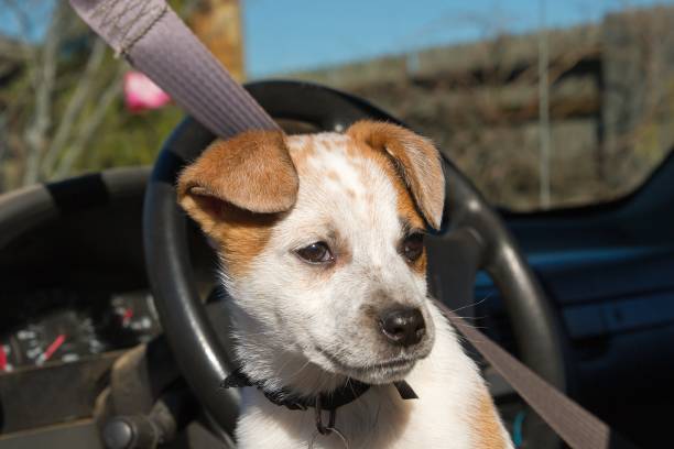 istock Queensland Heeler Puppy 933647572