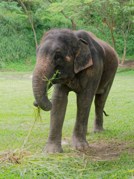 istock Young female Indian elephant eating grass while breaking between the show in elephant camp in Thailand 933648066