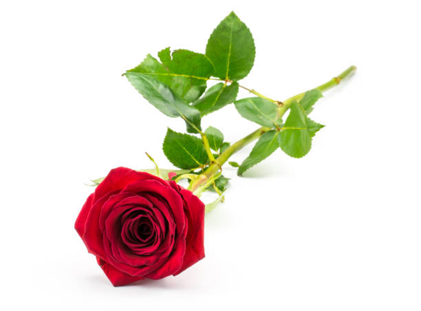 rose rouge isolé sur fond blanc - hybrid tea rose photos et images de collection