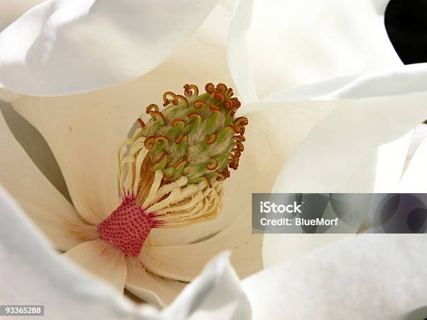 Photo libre de droit de Magnolia Grandiflora banque d'images et plus d'images libres de droit de Arbre en fleurs - Arbre en fleurs, Blanc, Capitule