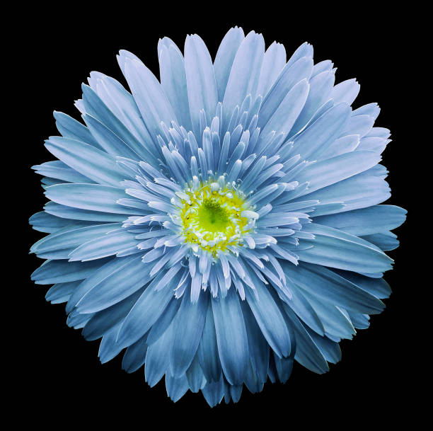 istock Light blue gerbera flower on  the black isolated background with clipping path.   Closeup.  no shadows.  For design.  Nature. 933653520