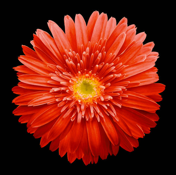 istock Red gerbera flower on  the black isolated background with clipping path.   Closeup.  no shadows.  For design.  Nature. 933653714