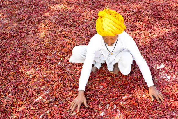 istock Farmer spreading red chili peppers to dry 933656318