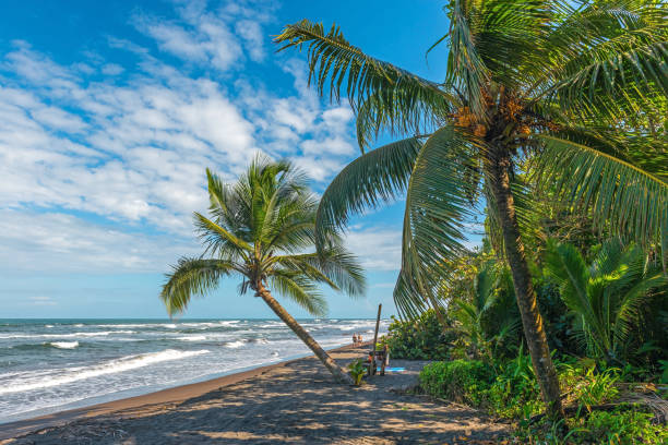 Tropical Rainforest beach in Costa Rica People walking along the tropical rainforest beach in Tortuguero with beautiful palm trees and turquoise water, Costa Rica, Central America. tortuguero national park photos stock pictures, royalty-free photos & images