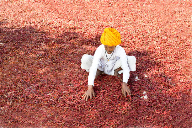 Indian farmer in turban spreading red chili peppers to dry in sunlight