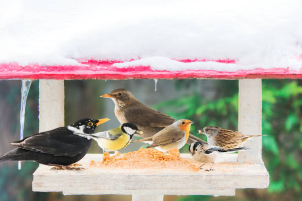 Manger with birds of different species. stock photo