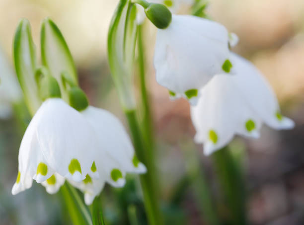 Spring Snowflake (Leucojum vernum) Short Perennial. Leaves bright green, 2-3, strap shaped, 5-15mm wide, generally half-developed at flowering time. Flowers white, nodding bells, 15-25mm long, solitary or paired, the tepals all alike and with a green spot near the thickened tip; anthers orange.
Habitat: Damp woods, copses, meadows, occasionally in Hedgebanks.  Flowering Season: February-March.
Distribution: Belgium, France and Germany; naturalized in Britain, Holland and Denmark. Widely cultivated, becoming locally naturalized.

This nice white Ornamental Bulbous Plant is to be seen in a Park Landscape in the Netherlands. The Plant is poisonous. leucojum vernum stock pictures, royalty-free photos & images