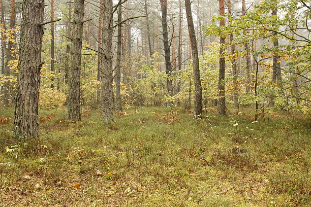 Forest in the Fog . stock photo