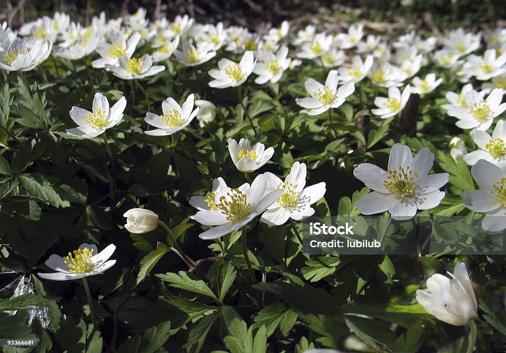 美しい Anemone Nemorosa Windflowers とも呼ばれます。 - アネモネのロイヤリティフ��リーストックフォト