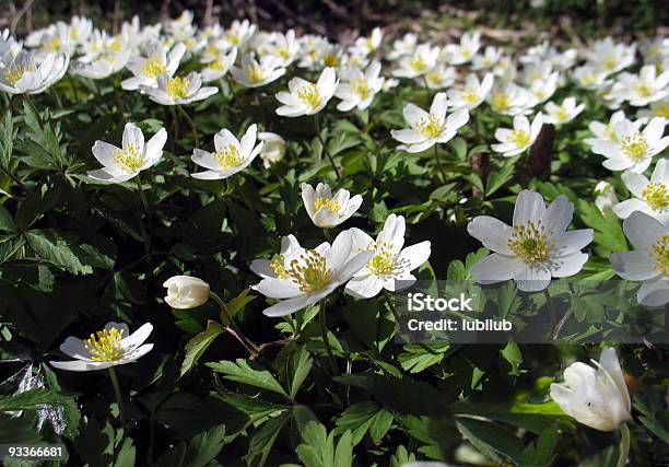 Anémona Bonito Nemorosa Também Chamado Windflowers - Fotografias de stock e mais imagens de Abril - Abril, Alegria, Amarelo