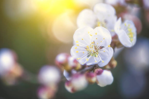 flowers in the meadow