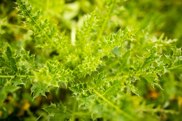 istock A green prickly plant in nature as a background 933670378