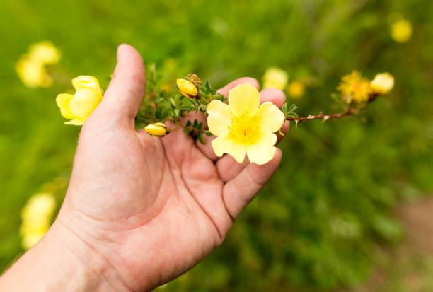istock Beautiful yellow flower in the wild in spring 933670530