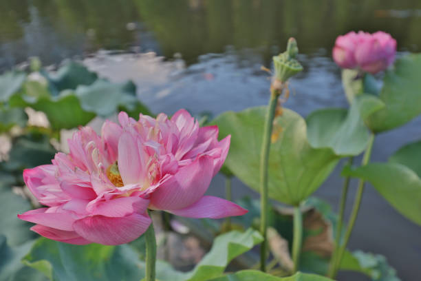 istock lotus bloom in Reflection of the Lake 933670994