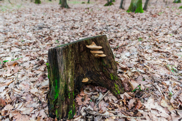 green moss in forest - monica moss imagens e fotografias de stock