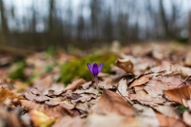 green moss in forest - monica moss imagens e fotografias de stock