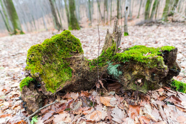 muschio verde nella foresta - monica moss foto e immagini stock