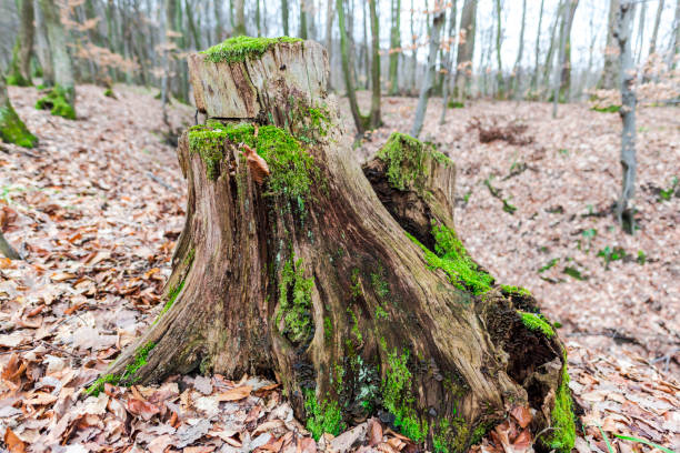 green moss in forest - monica moss imagens e fotografias de stock