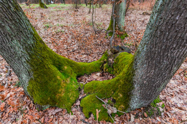 muschio verde nella foresta - monica moss foto e immagini stock