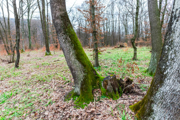 muschio verde nella foresta - monica moss foto e immagini stock