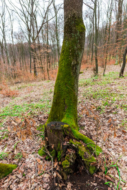 green moss in forest - monica moss imagens e fotografias de stock