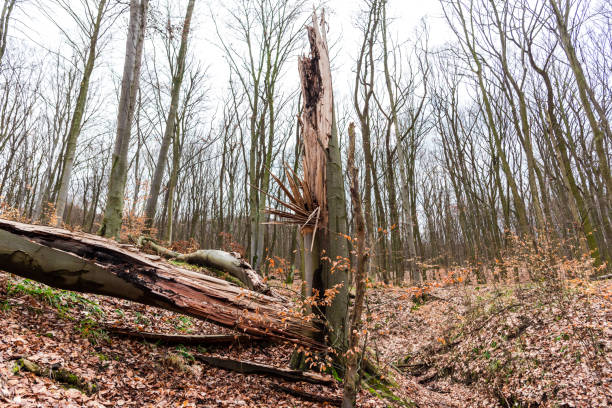 muschio verde nella foresta - monica moss foto e immagini stock