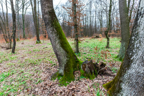 muschio verde nella foresta - monica moss foto e immagini stock